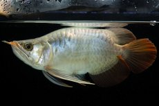 画像3: スーパーレッド ショート個体 NO.52(#8) (3)