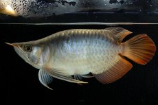 画像1: スーパーレッド ショート個体 NO.52(#8) (1)