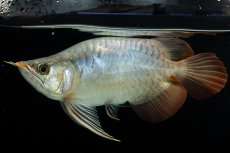 画像8: スーパーレッド ショート個体 NO.52(#8) (8)