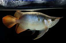 画像2: スーパーレッド ショート個体 NO.52(#8) (2)