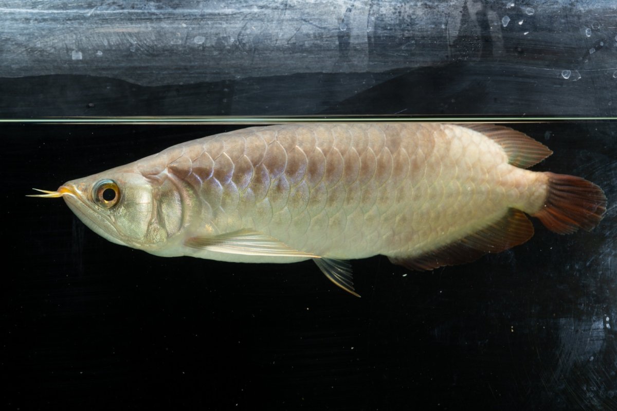 画像1: SUMO NO.111（難アリ特価魚） (1)