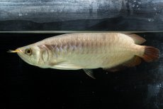 画像1: SUMO NO.111（難アリ特価魚） (1)