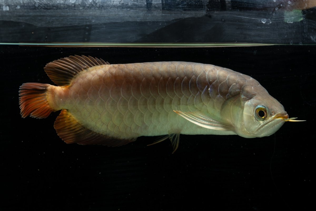 画像5: SUMO NO.111（難アリ特価魚） (5)