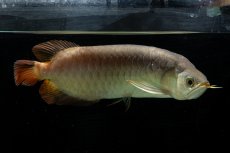 画像5: SUMO NO.111（難アリ特価魚） (5)