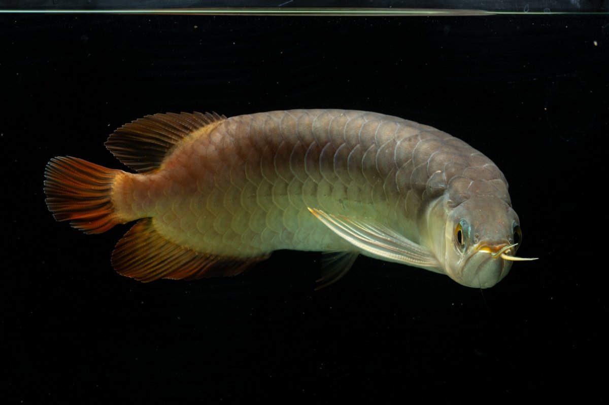 画像6: SUMO NO.111（難アリ特価魚） (6)