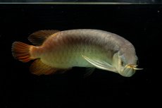 画像6: SUMO NO.111（難アリ特価魚） (6)