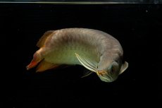 画像7: SUMO NO.111（難アリ特価魚） (7)