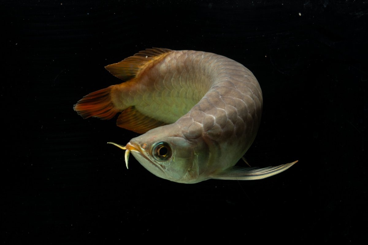 画像8: SUMO NO.111（難アリ特価魚） (8)