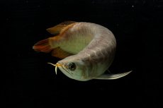 画像8: SUMO NO.111（難アリ特価魚） (8)