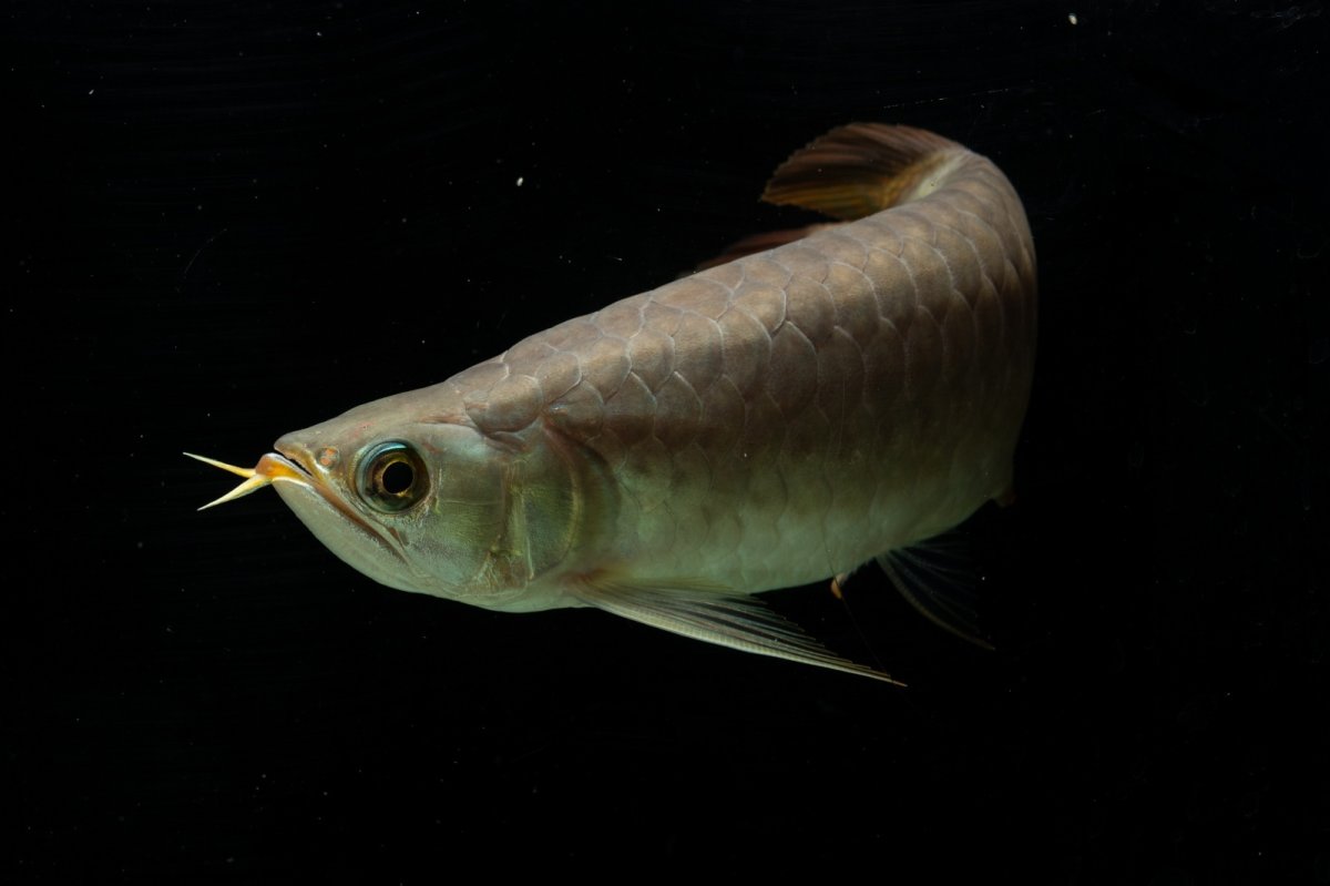 画像9: SUMO NO.111（難アリ特価魚） (9)