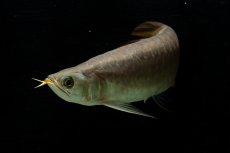 画像9: SUMO NO.111（難アリ特価魚） (9)