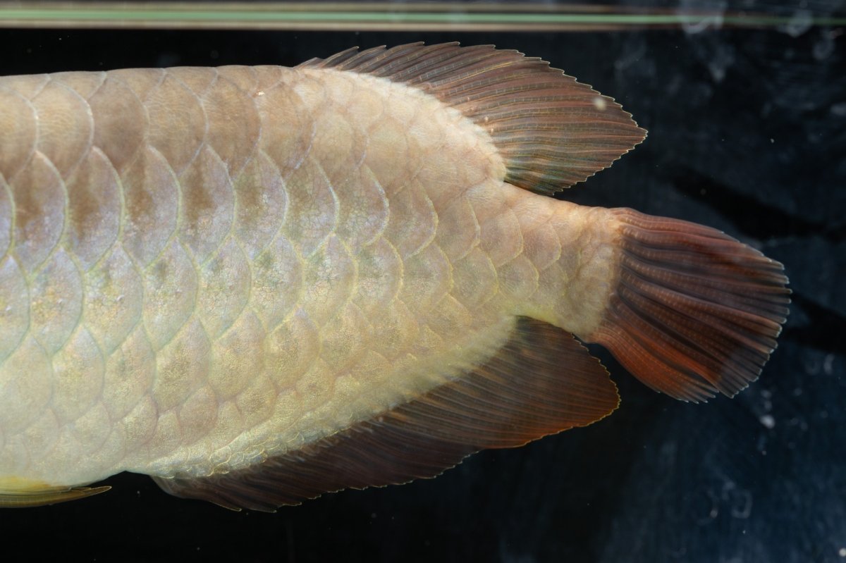 画像14: SUMO NO.111（難アリ特価魚） (14)