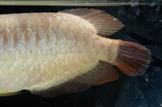 画像14: SUMO NO.111（難アリ特価魚） (14)