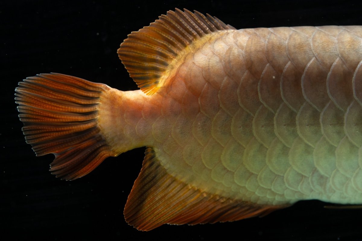 画像15: SUMO NO.111（難アリ特価魚） (15)