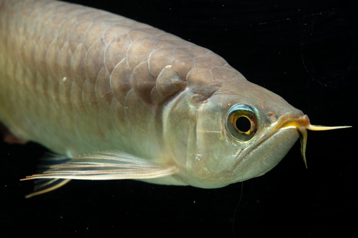 画像17: SUMO NO.111（難アリ特価魚） (17)