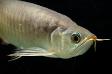 画像17: SUMO NO.111（難アリ特価魚） (17)