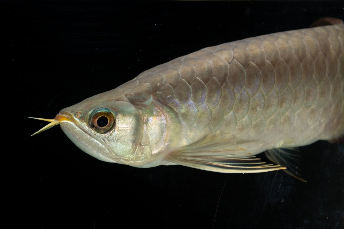 画像16: SUMO NO.111（難アリ特価魚） (16)