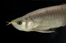 画像16: SUMO NO.111（難アリ特価魚） (16)