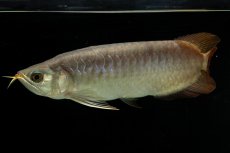 画像4: SUMO NO.111（難アリ特価魚） (4)