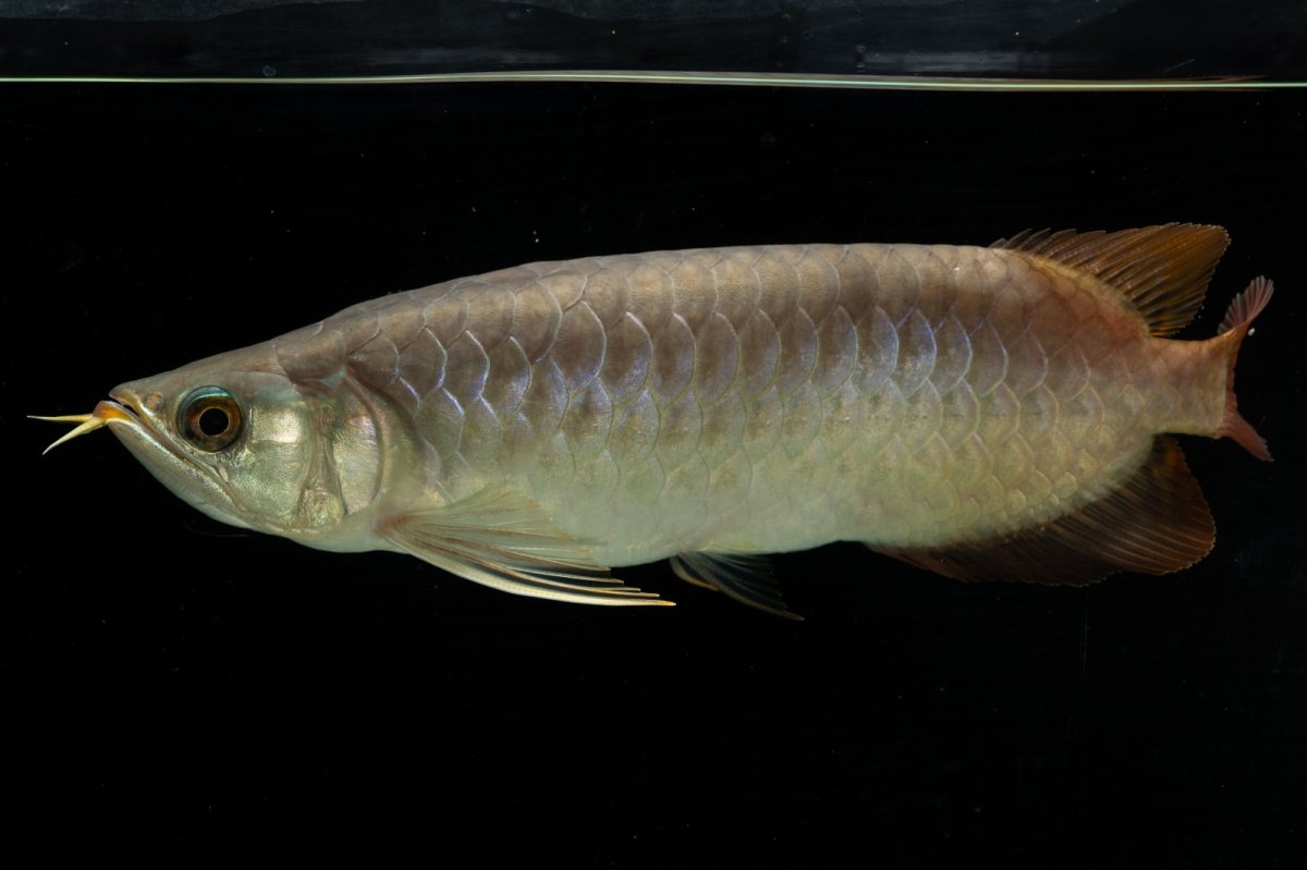 画像3: SUMO NO.111（難アリ特価魚） (3)