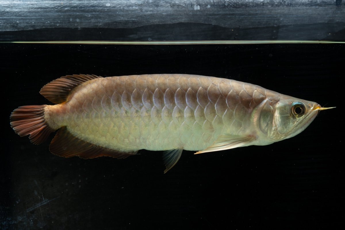 画像2: SUMO NO.111（難アリ特価魚） (2)