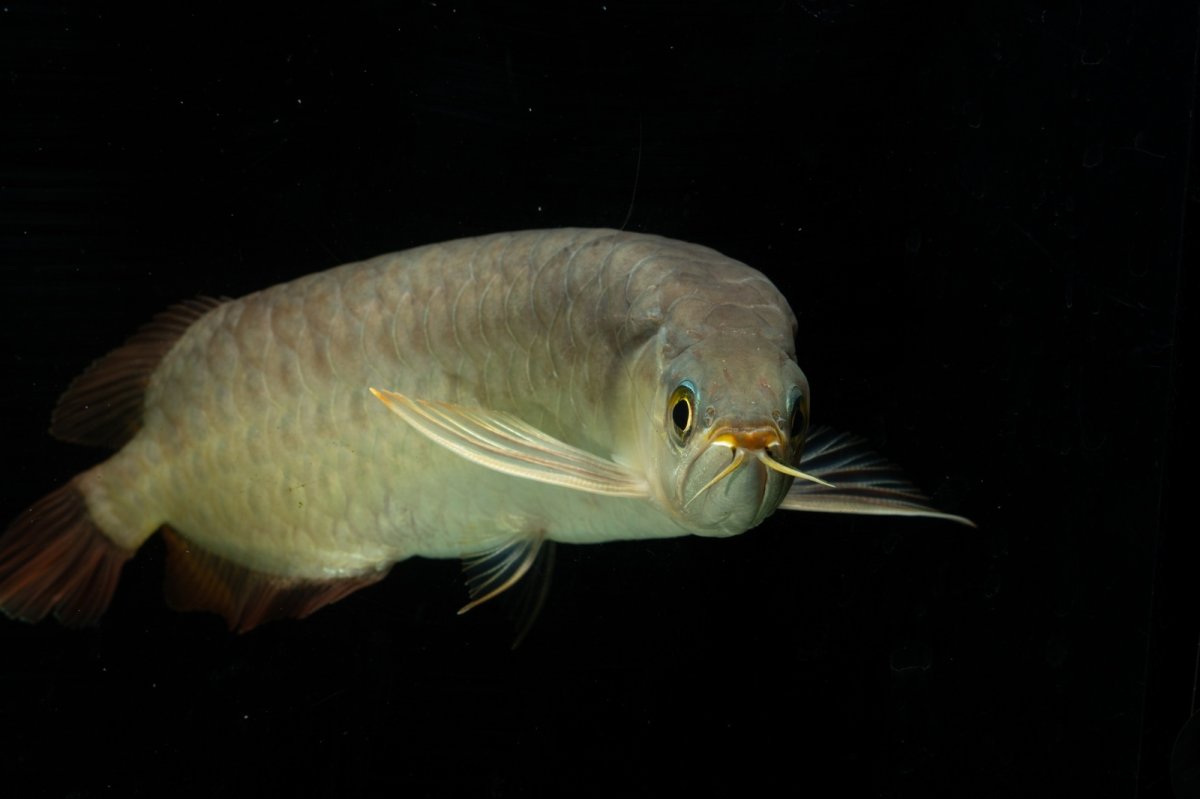 画像10: SUMO NO.111（難アリ特価魚） (10)