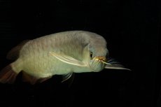 画像10: SUMO NO.111（難アリ特価魚） (10)