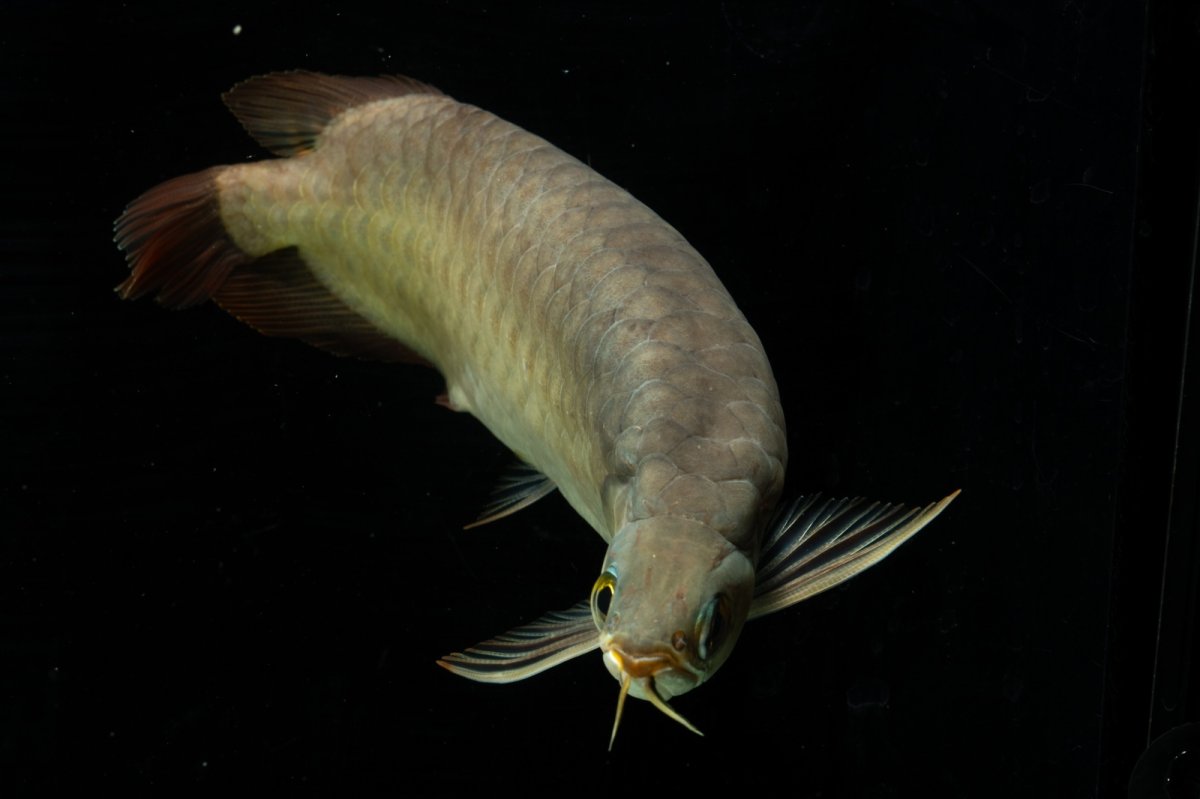 画像11: SUMO NO.111（難アリ特価魚） (11)