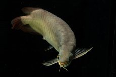 画像11: SUMO NO.111（難アリ特価魚） (11)