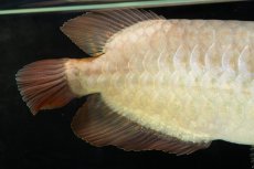 画像13: SUMO NO.111（難アリ特価魚） (13)