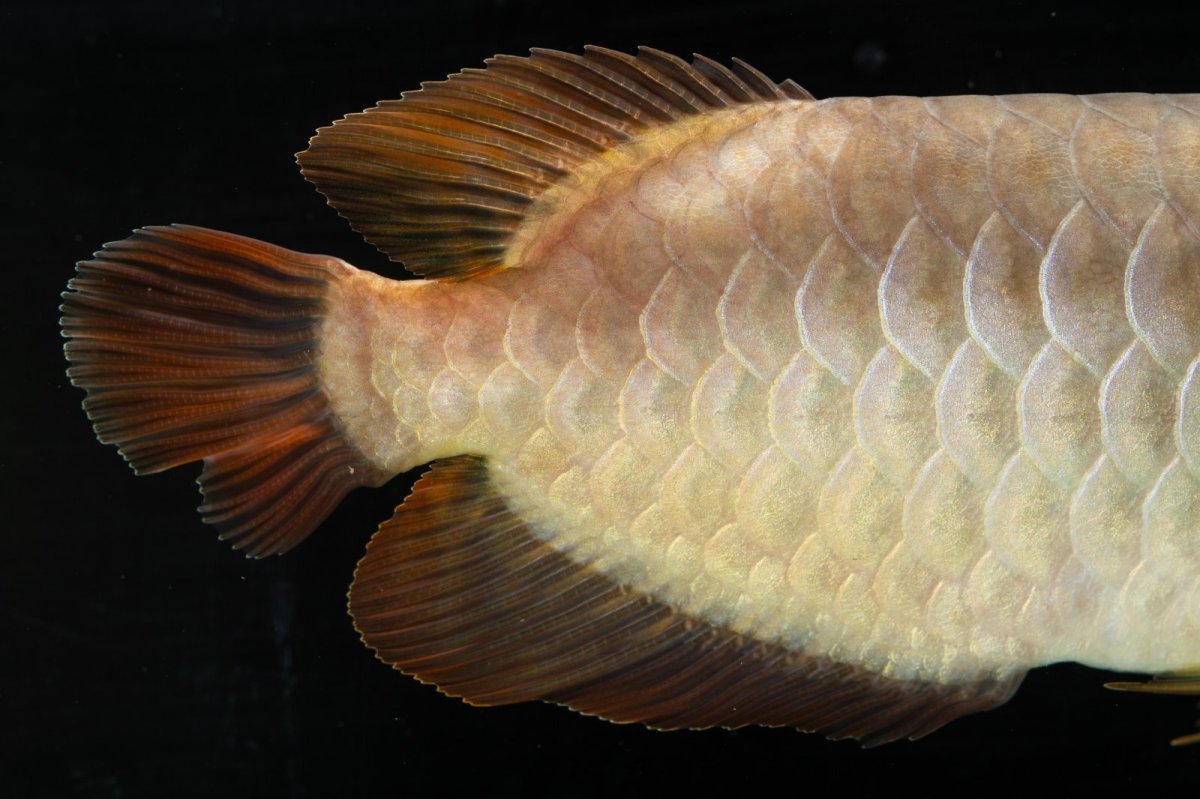 画像12: SUMO NO.111（難アリ特価魚） (12)