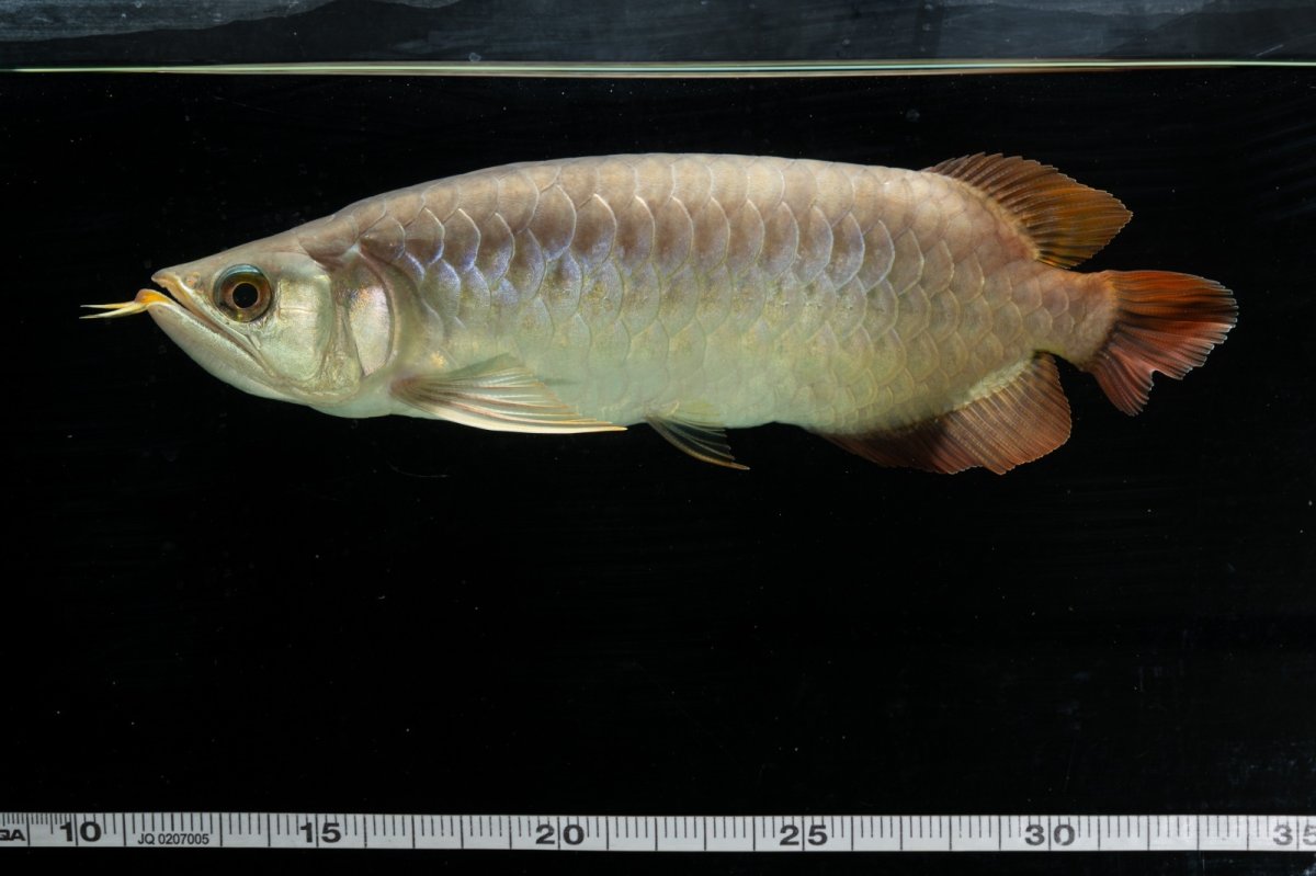 画像18: SUMO NO.111（難アリ特価魚） (18)