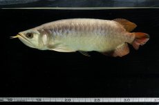 画像18: SUMO NO.111（難アリ特価魚） (18)