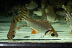 画像3: ワイルド　カラープロキロダス（コロンビア便） (3)