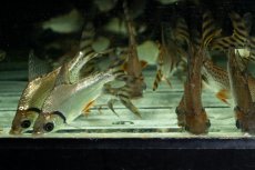 画像4: ワイルド　カラープロキロダス（コロンビア便） (4)