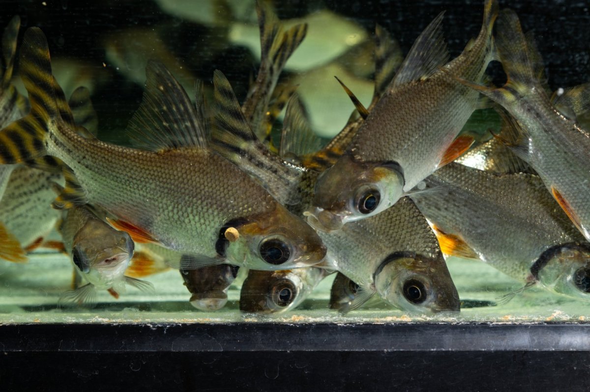 画像5: ワイルド　カラープロキロダス（コロンビア便） (5)