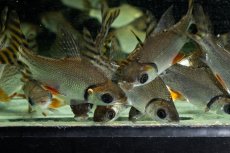 画像5: ワイルド　カラープロキロダス（コロンビア便） (5)