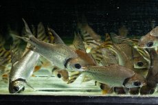 画像6: ワイルド　カラープロキロダス（コロンビア便） (6)