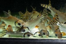 画像7: ワイルド　カラープロキロダス（コロンビア便） (7)