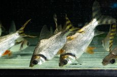 画像2: ワイルド　カラープロキロダス（コロンビア便） (2)