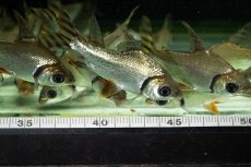 画像20: ワイルド　カラープロキロダス（コロンビア便） (20)