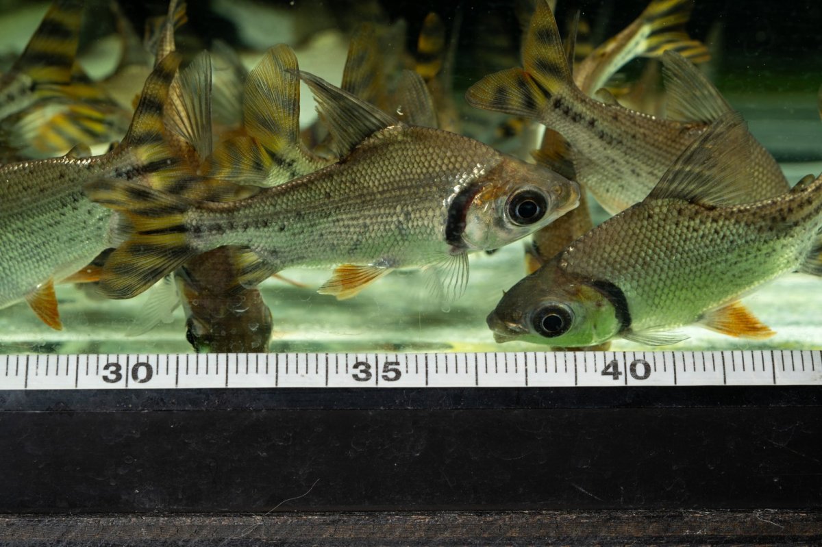 画像19: ワイルド　カラープロキロダス（コロンビア便） (19)