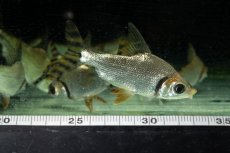 画像18: ワイルド　カラープロキロダス（コロンビア便） (18)