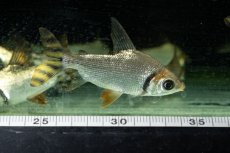 画像1: ワイルド　カラープロキロダス（コロンビア便） (1)