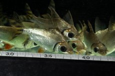 画像16: ワイルド　カラープロキロダス（コロンビア便） (16)