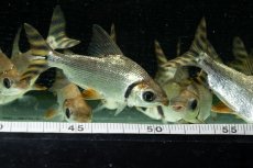 画像15: ワイルド　カラープロキロダス（コロンビア便） (15)