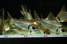 画像14: ワイルド　カラープロキロダス（コロンビア便） (14)