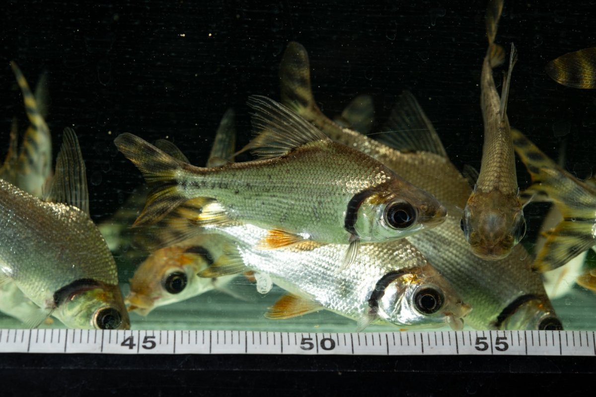 画像13: ワイルド　カラープロキロダス（コロンビア便） (13)