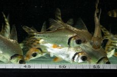 画像13: ワイルド　カラープロキロダス（コロンビア便） (13)