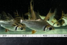 画像12: ワイルド　カラープロキロダス（コロンビア便） (12)